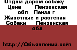 Отдам даром собаку  › Цена ­ 0 - Пензенская обл., Пенза г. Животные и растения » Собаки   . Пензенская обл.